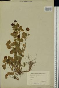 Trifolium hybridum L., Eastern Europe, Estonia (E2c) (Estonia)