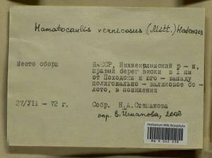 Hamatocaulis vernicosus (Mitt.) Hedenäs, Bryophytes, Bryophytes - Yakutia (B19) (Russia)