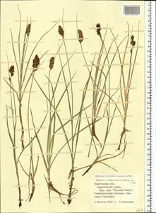 Blysmus compressus (L.) Panz. ex Link, Eastern Europe, Northern region (E1) (Russia)