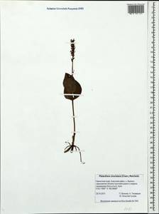 Platanthera chorisiana (Cham.) Rchb.f., Siberia, Chukotka & Kamchatka (S7) (Russia)