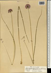 Allium maximowiczii Regel, Mongolia (MONG) (Mongolia)