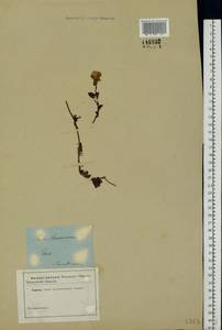 Rubus chamaemorus L., Eastern Europe, North-Western region (E2) (Russia)