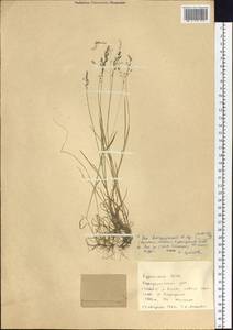 Poa leptocoma Trin., Siberia, Baikal & Transbaikal region (S4) (Russia)