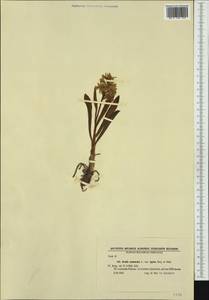 Dactylorhiza sambucina (L.) Soó, Western Europe (EUR) (Bulgaria)