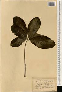Adansonia digitata L., Africa (AFR) (Kenya)