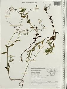 Myosotis scorpioides L., Eastern Europe, Central region (E4) (Russia)