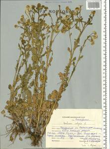 Barbarea vulgaris W. T. Aiton, Eastern Europe, Middle Volga region (E8) (Russia)