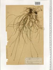 Carex loliacea L., Eastern Europe, Moscow region (E4a) (Russia)