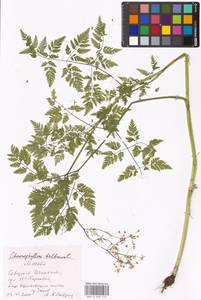 Chaerophyllum bulbosum L., Eastern Europe, Moscow region (E4a) (Russia)
