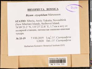 Ptychostomum cryophilum (Mårtensson) J.R. Spence, Bryophytes, Bryophytes - Yakutia (B19) (Russia)