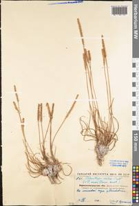 Plantago maritima L., Eastern Europe, North Ukrainian region (E11) (Ukraine)