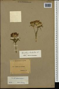 Dianthus barbatus L., Caucasus, Armenia (K5) (Armenia)