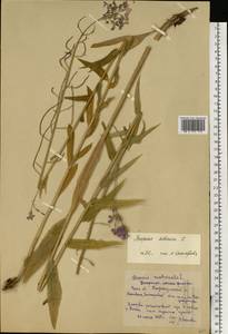 Hesperis sibirica L., Eastern Europe, Eastern region (E10) (Russia)