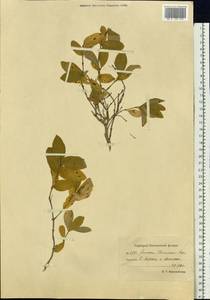 Lonicera chamissoi Bunge, Siberia, Chukotka & Kamchatka (S7) (Russia)