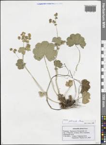 Alchemilla plicata Buser, Eastern Europe, Middle Volga region (E8) (Russia)