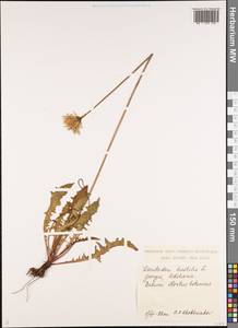 Leontodon hispidus subsp. danubialis (Jacq.) Simonk., Caucasus, Georgia (K4) (Georgia)