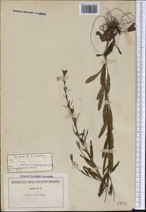 Oenothera perennis L., America (AMER) (United States)