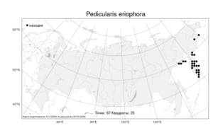 Pedicularis eriophora Turcz., Atlas of the Russian Flora (FLORUS) (Russia)
