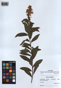 Spiraea salicifolia L., Siberia, Altai & Sayany Mountains (S2) (Russia)