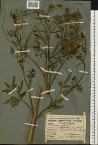 Pastinaca sativa L., Eastern Europe, Central forest-and-steppe region (E6) (Russia)