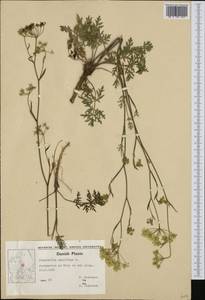 Pimpinella saxifraga L., Western Europe (EUR) (Denmark)