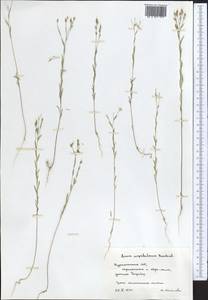 Linum corymbulosum Rchb., Middle Asia, Kopet Dag, Badkhyz, Small & Great Balkhan (M1) (Turkmenistan)