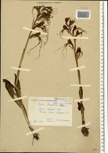 Himantoglossum comperianum (Steven) P.Delforge, Crimea (KRYM) (Russia)