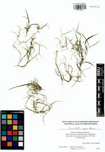Zannichellia palustris subsp. palustris, Siberia, Baikal & Transbaikal region (S4) (Russia)