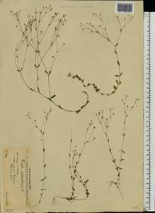 Linum catharticum L., Eastern Europe, West Ukrainian region (E13) (Ukraine)