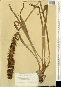 Eremurus spectabilis M.Bieb., nom. cons., Caucasus, Armenia (K5) (Armenia)