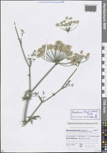 Astrodaucus littoralis (M.Bieb.) Drude, Caucasus, Krasnodar Krai & Adygea (K1a) (Russia)