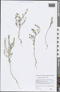 Lepidium apetalum Willd., Siberia, Baikal & Transbaikal region (S4) (Russia)