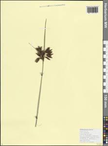 Bolboschoenus glaucus (Lam.) S.G.Sm., Caucasus, Black Sea Shore (from Novorossiysk to Adler) (K3) (Russia)