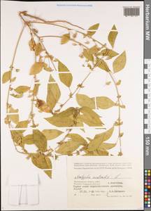 Acalypha australis L., Eastern Europe, Lower Volga region (E9) (Russia)