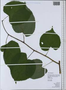 Tilia ×europaea L., Eastern Europe, Moscow region (E4a) (Russia)