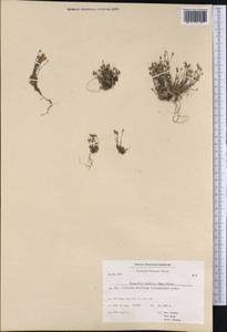 Sabulina rubella (Wahlenb.) Dillenb. & Kadereit, America (AMER) (Greenland)