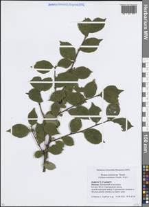 Prunus tomentosa Thunb., Eastern Europe, Moscow region (E4a) (Russia)