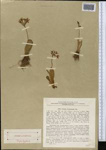 Primula fedtschenkoi Regel, Middle Asia, Pamir & Pamiro-Alai (M2) (Uzbekistan)