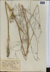 Galagania tenuisecta (Regel & Schmalh.) M.G.Vassiljeva & Pimenov, Middle Asia, Kopet Dag, Badkhyz, Small & Great Balkhan (M1) (Turkmenistan)