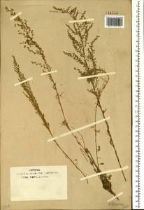 Artemisia scoparia Waldst. & Kit., Siberia, Baikal & Transbaikal region (S4) (Russia)