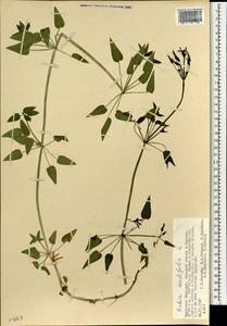 Rubia cordifolia L., Mongolia (MONG) (Mongolia)