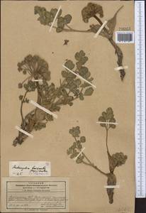 Angelica brevicaulis (Rupr.) B. Fedtsch., Middle Asia, Pamir & Pamiro-Alai (M2) (Kyrgyzstan)