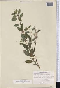 Mentha canadensis L., America (AMER) (Canada)