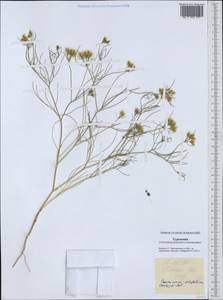 Cuminum setifolium (Boiss.) Koso-Pol., Middle Asia, Karakum (M6) (Turkmenistan)