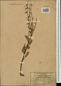 Campanula rapunculoides L., Caucasus, Azerbaijan (K6) (Azerbaijan)