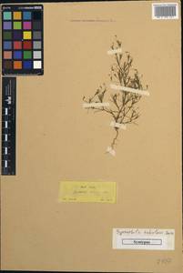 Psammophiliella tubulosa (Jaub. & Spach) S.S.Ikonnikov, South Asia, South Asia (Asia outside ex-Soviet states and Mongolia) (ASIA) (Turkey)