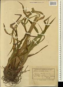 Carex pendula Huds., Caucasus, Krasnodar Krai & Adygea (K1a) (Russia)