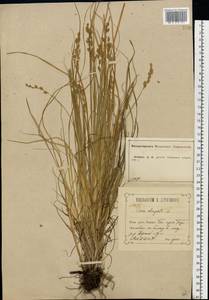 Carex elongata L., Eastern Europe, Central forest-and-steppe region (E6) (Russia)