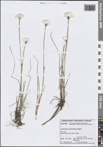 Eriophorum scheuchzeri Hoppe, Siberia, Central Siberia (S3) (Russia)