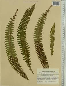 Polystichum lonchitis (L.) Roth, Eastern Europe, Northern region (E1) (Russia)